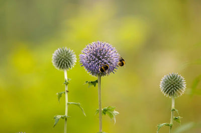 Globe Thistle