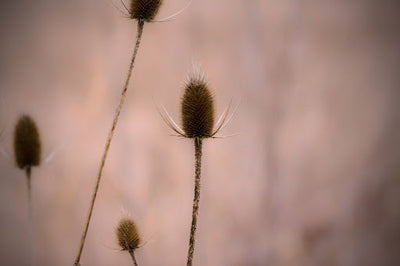 Teasel